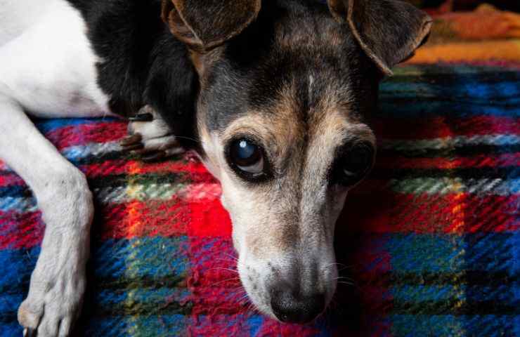 cosa è successo reazione cane padrone