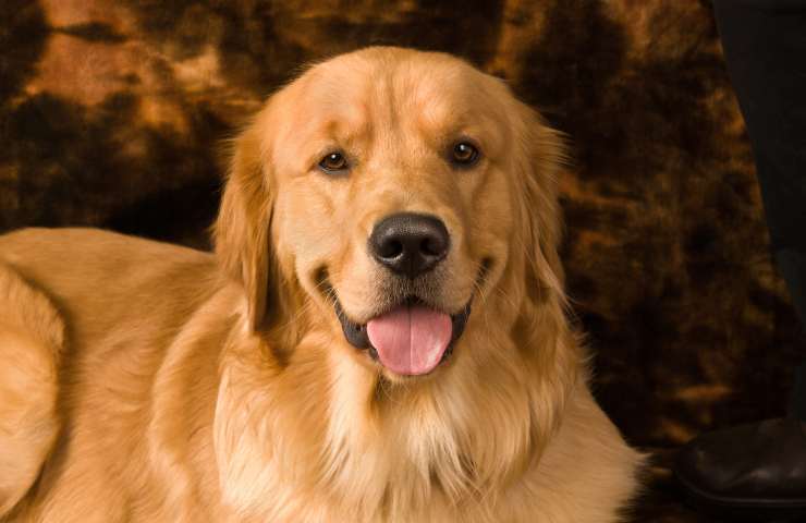 Cane divertente