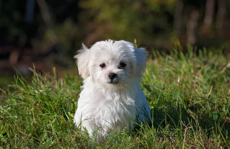 Cane e bisogni