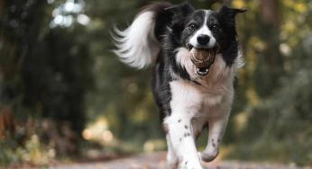 È seduta su un gradino: quando l’animale le si avvicina accade l’impensabile – VIDEO