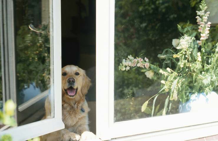Cane