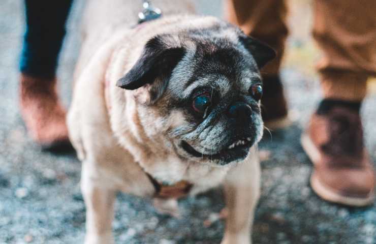 Dog sitter: aumenta la richiesta