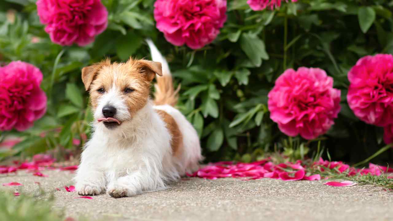 cucciolo di cane