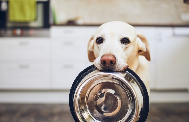 Cane non mangia