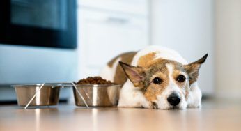 E’ convinto di aver perso il suo padrone: cucciolo decide di non mangiare più
