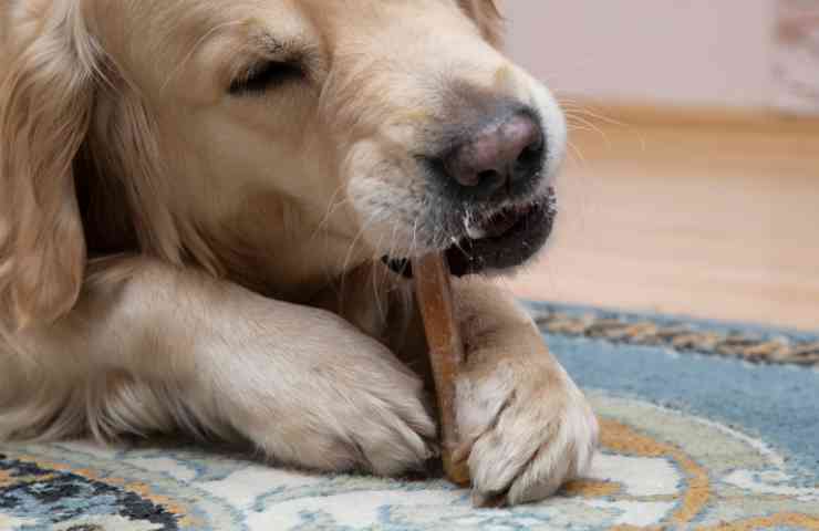 Osso pelle pericoloso cane motivi