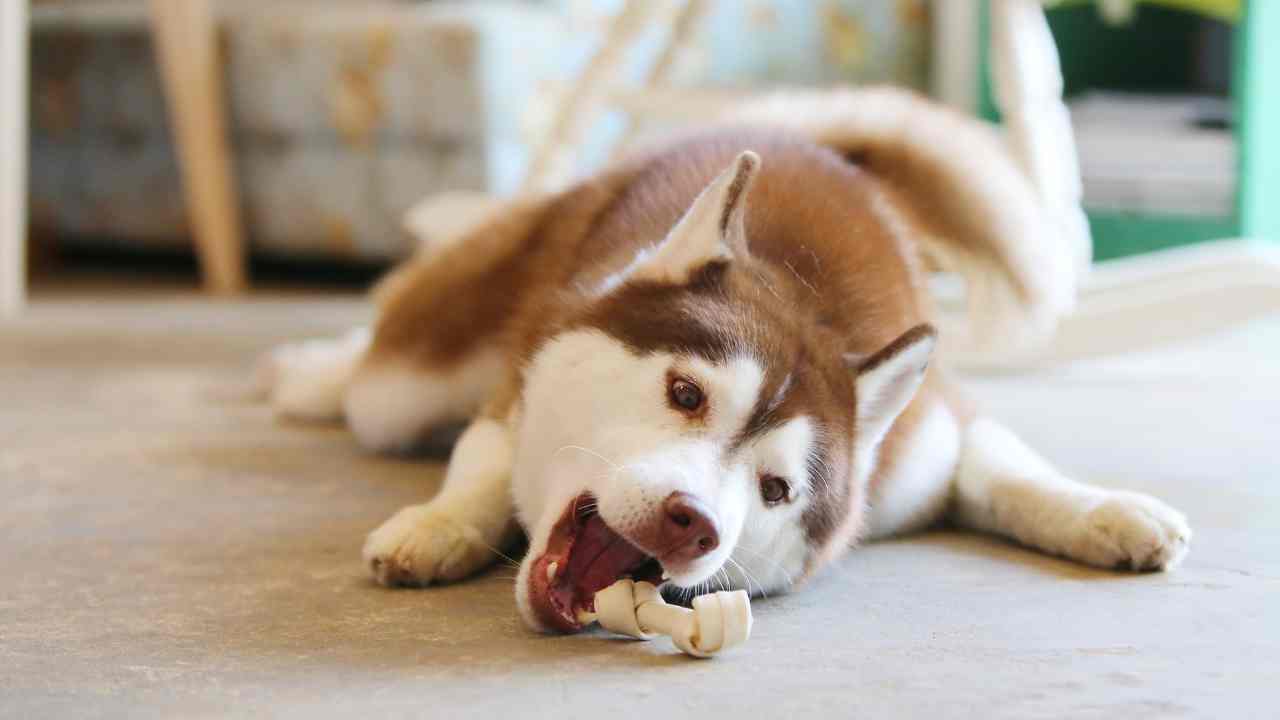 Osso pelle pericoloso cane ragioni