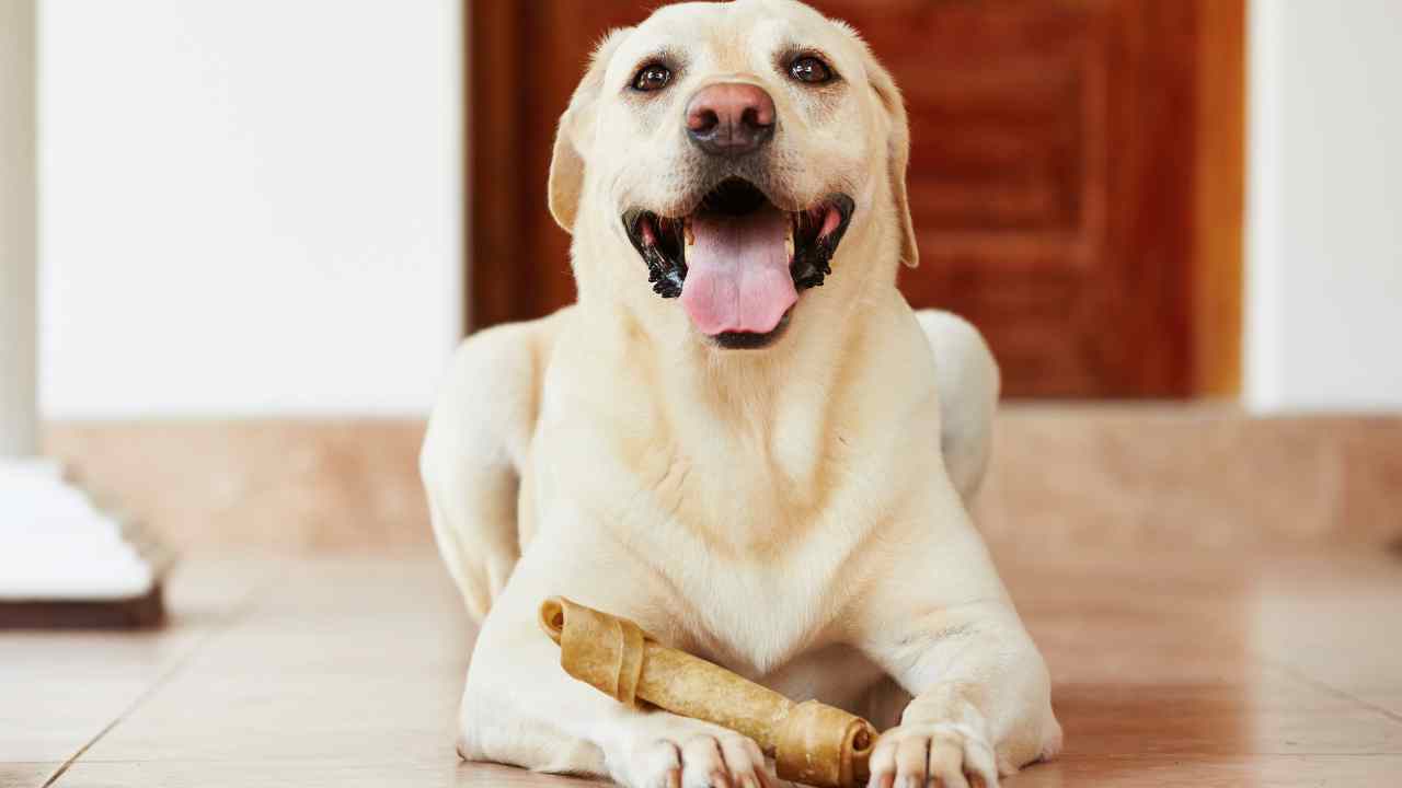 osso di cervo per cani