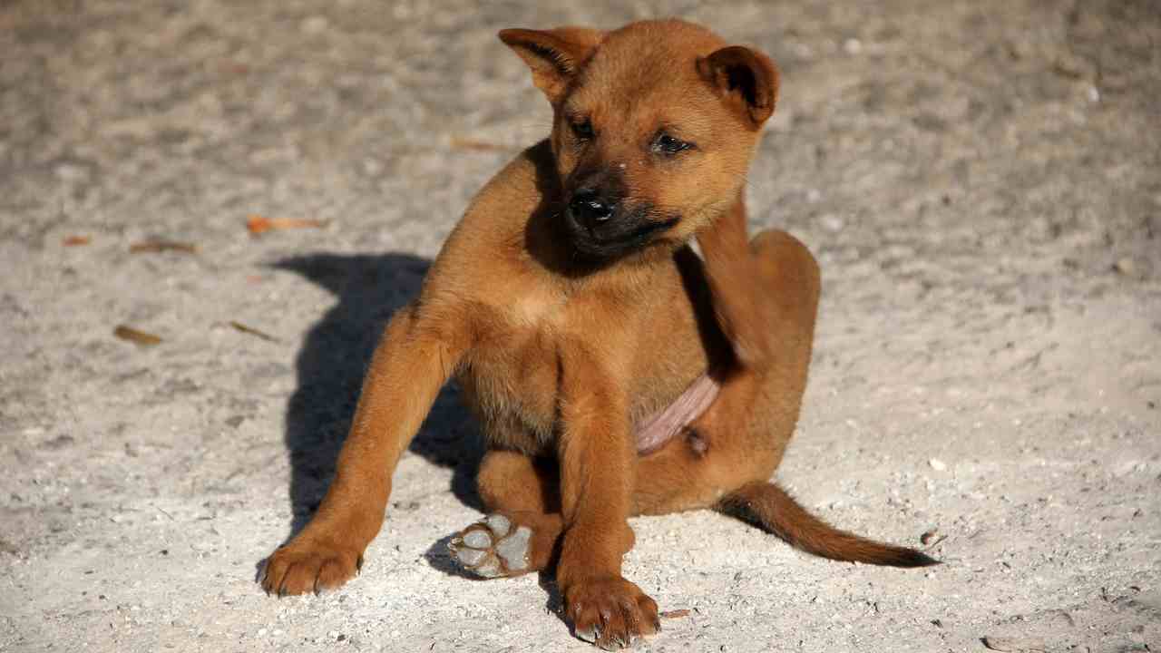 Cane con pulci