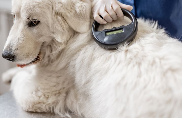 cane salvato sopprimere soldi necessari operazione 