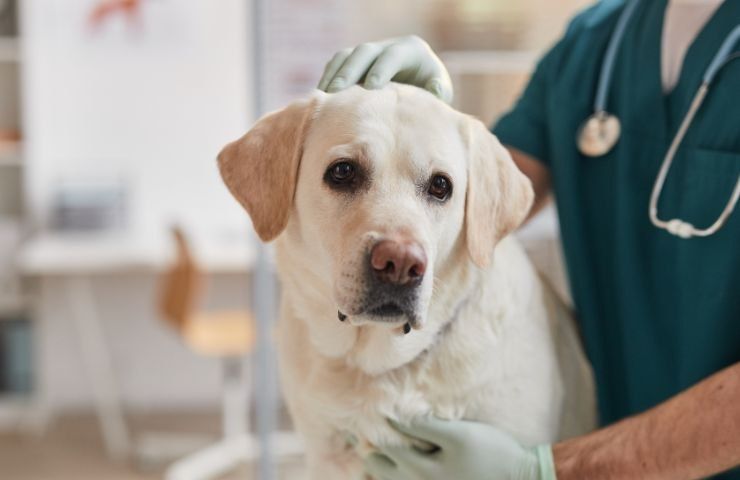 cane salvato sopprimere padrone disperato 