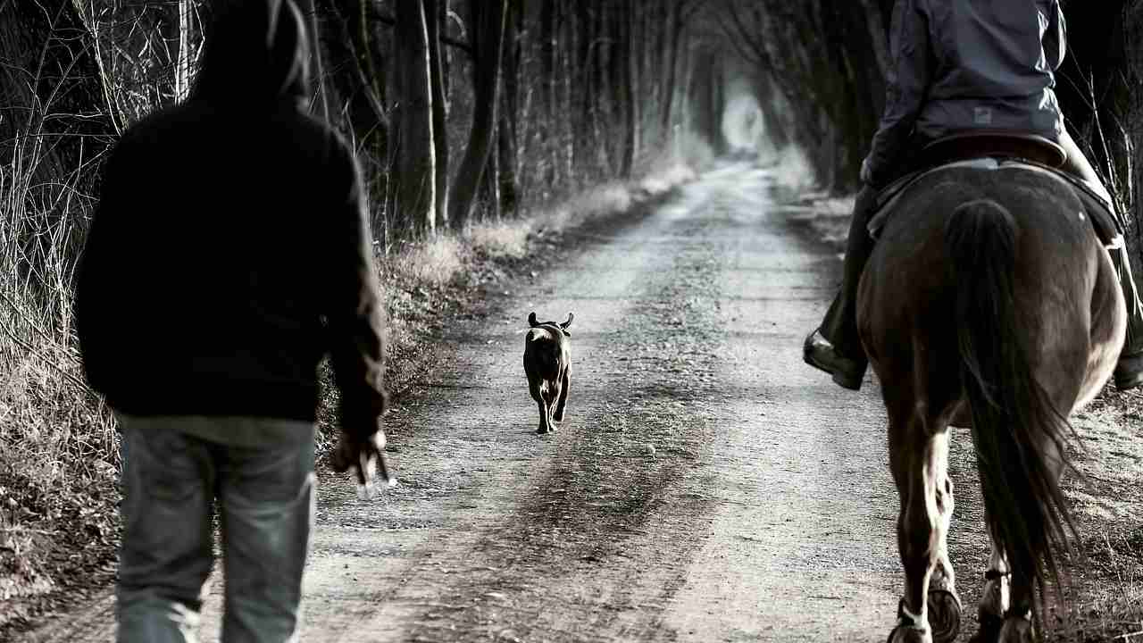 Cane e cavallo 