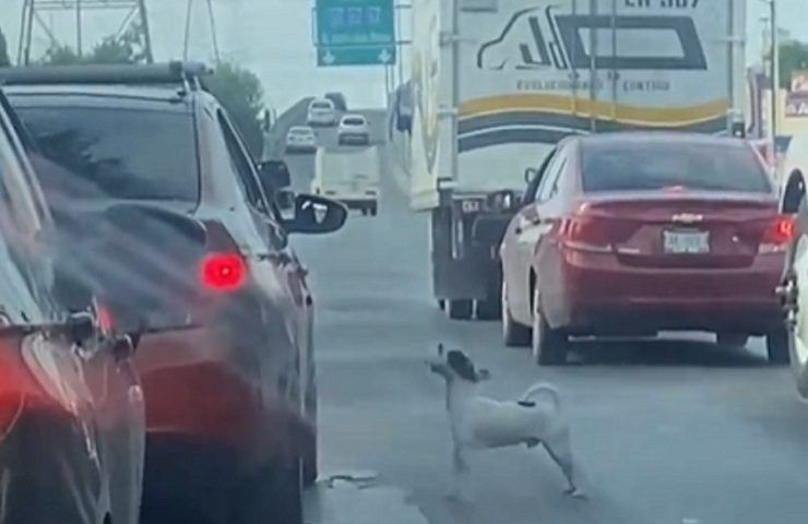 Cane autostrada video abbandono