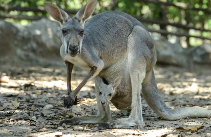 canguro cucciolo mondo animale istinto materno 