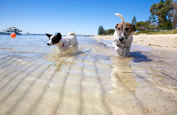 Cani in spiaggia