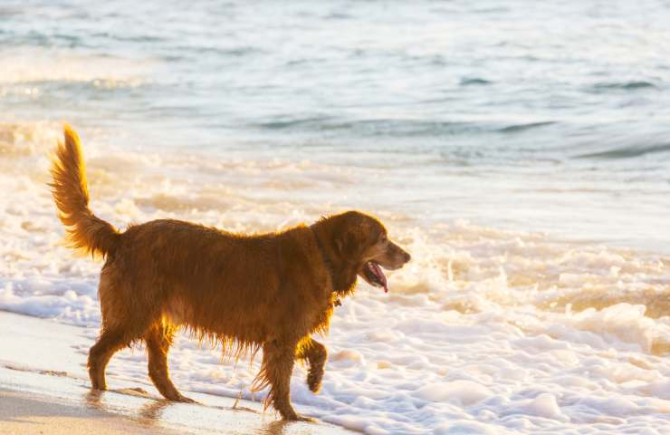 Cani in spiaggia
