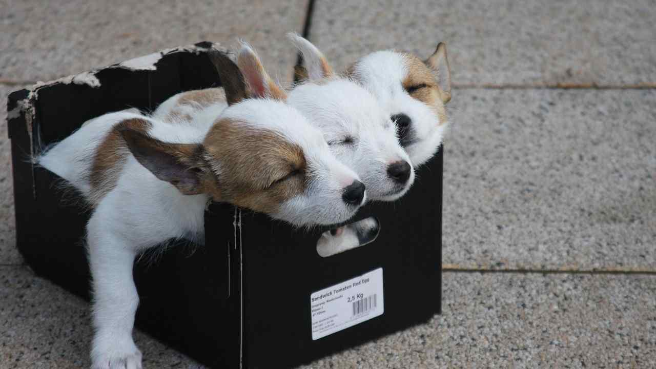 Cani nella scatola