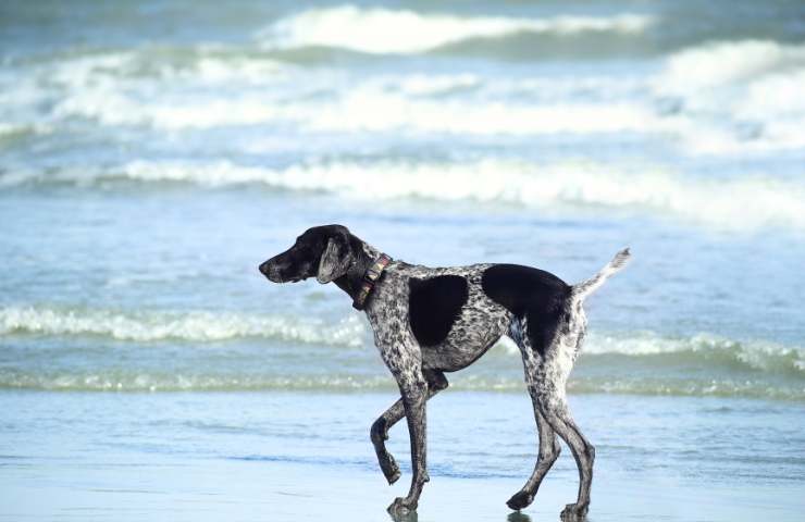 Cani in spiaggia