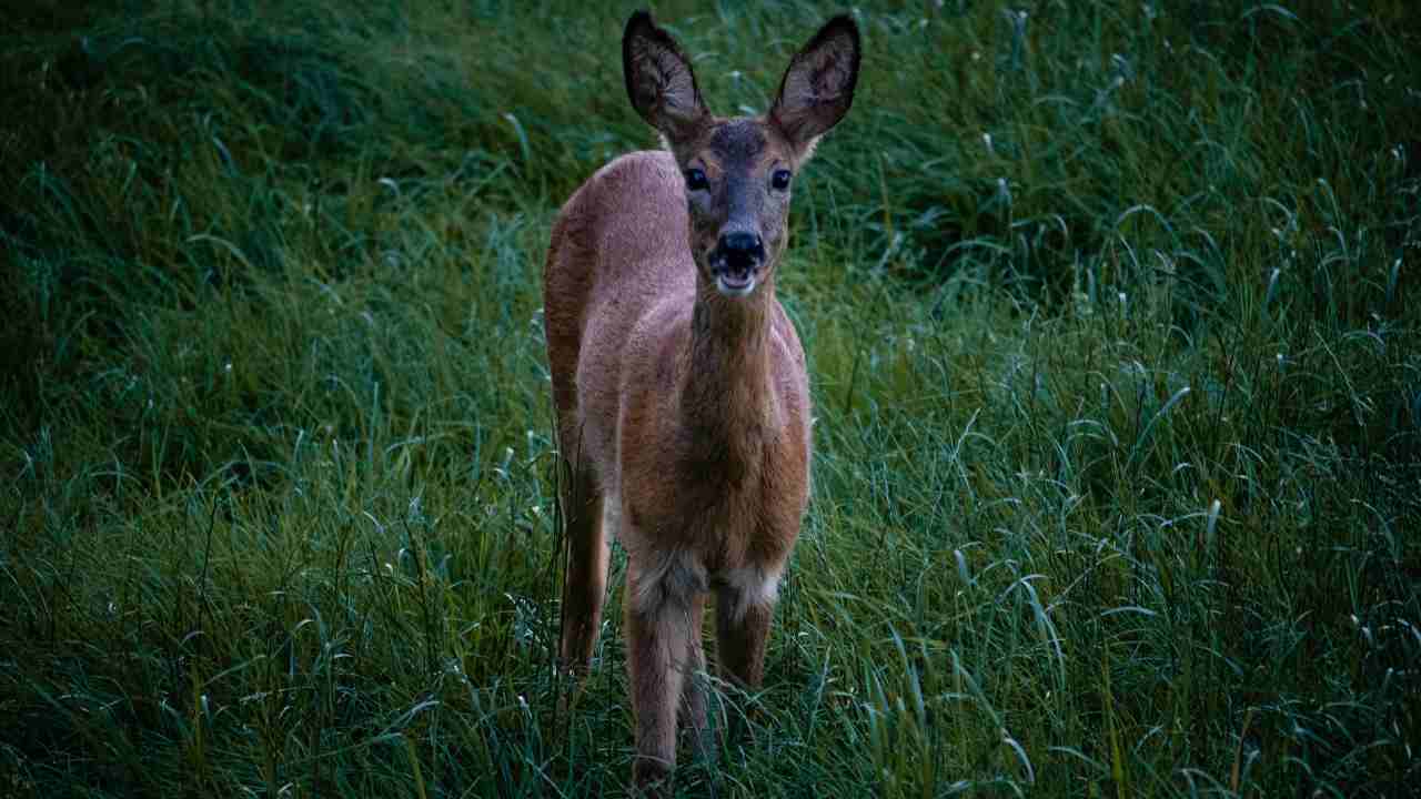 Capriolo come comportarsi