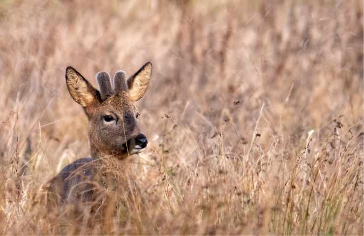 Quando incontro cervo capriolo chi chiamare