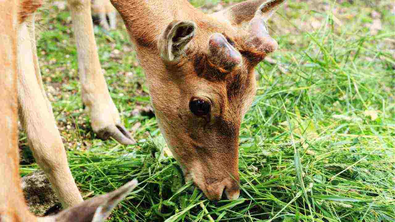 Comportamento incontro cervo capriolo