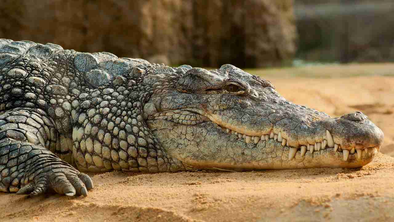 Carne di coccodrillo: si può mangiare la sua carne