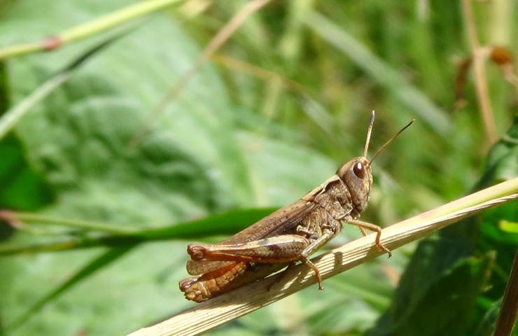 Cavallette