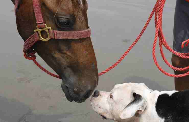 Cavallo bacia cane