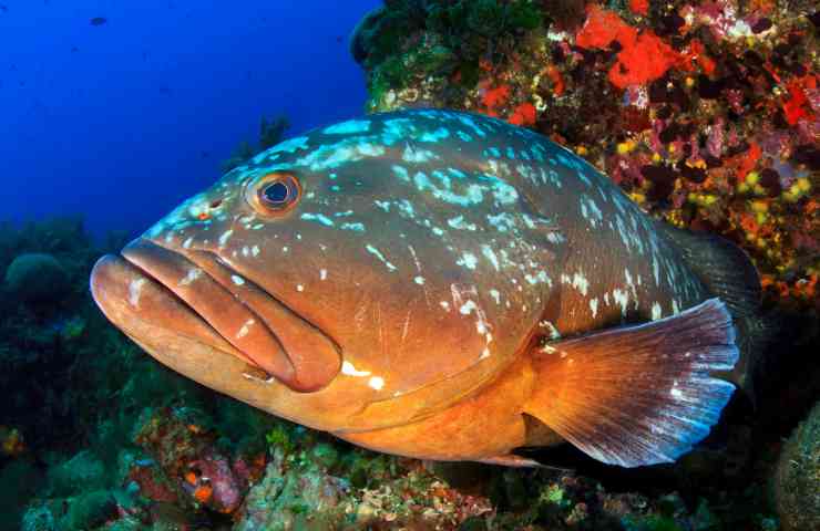 Mediterraneo specie ittiche rischio