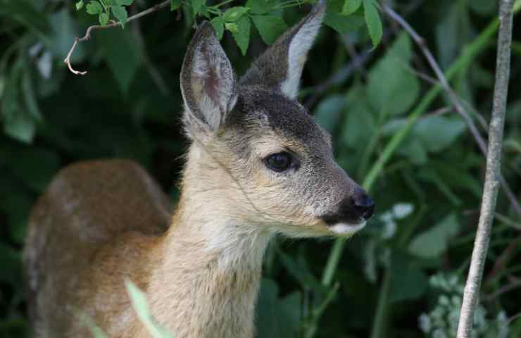 Cucciolo cervo capriolo incntro cosa fare