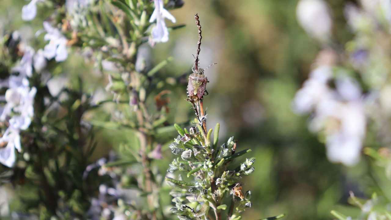 Cimice asiatica caratteristiche