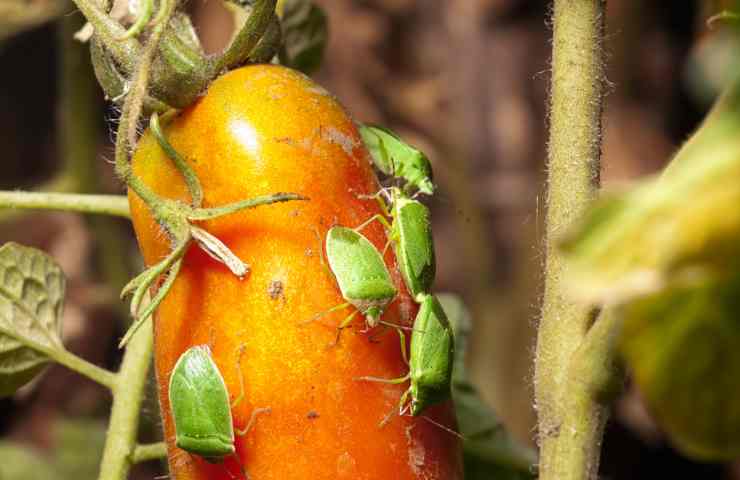 Pomodoro parassiti attacco piante