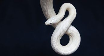 Cobra albino trovato in una casa: lo ha fatto per questo motivo..