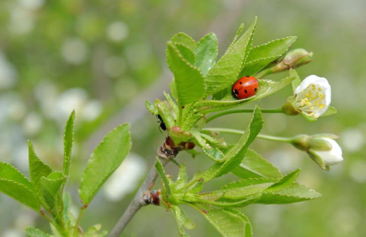 Giardinaggio naturale ristabilire biodiversità