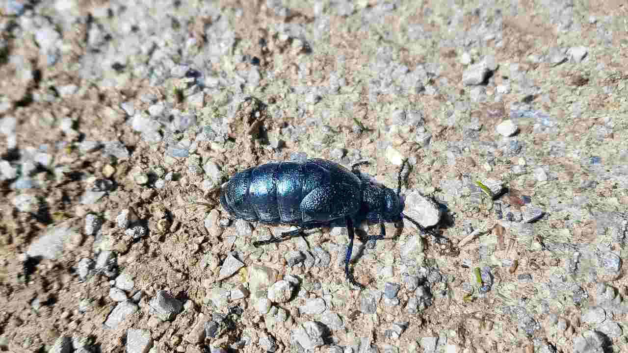 Coleotteri oleosi pericolo allontanarsi insetto