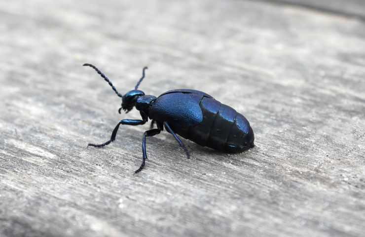 Coleotteri oleosi pericolo allontanarsi insetto