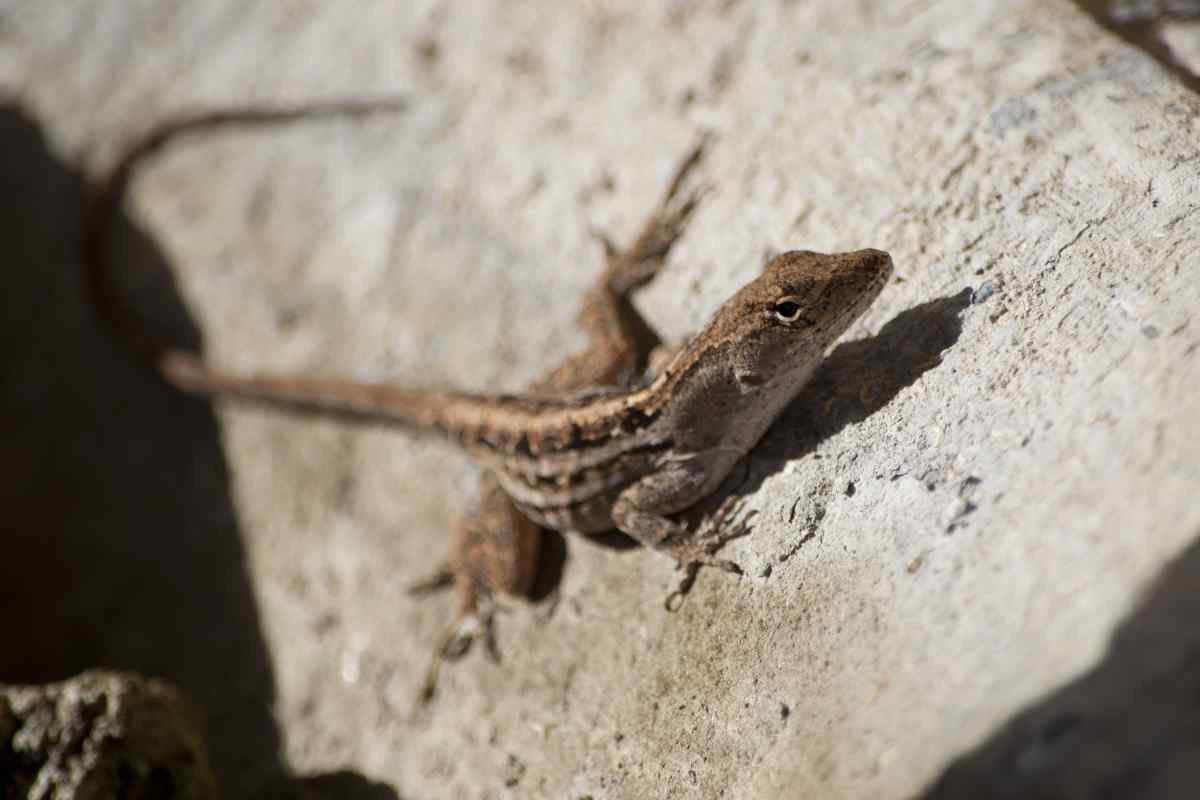 Cosa succede se ti morde una lucertola