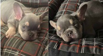 Bulldog francese arriva in famiglia, la reazione della bimba è senza precedenti – VIDEO