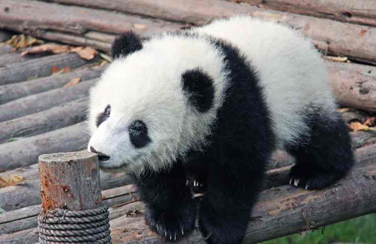 Cucciolo panda video abbraccio