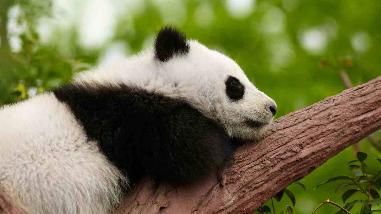 Cucciolo panda video abbraccio addetto
