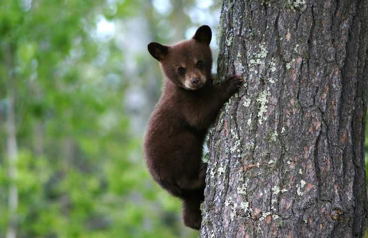 orsa amarena cuccioli