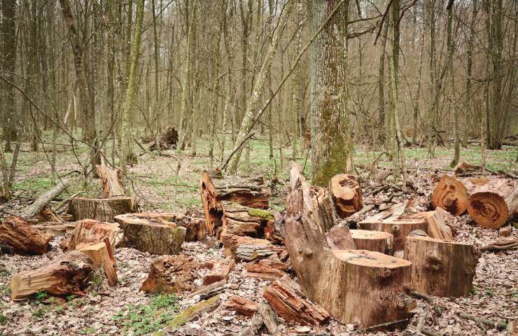 Effetti deforestazione