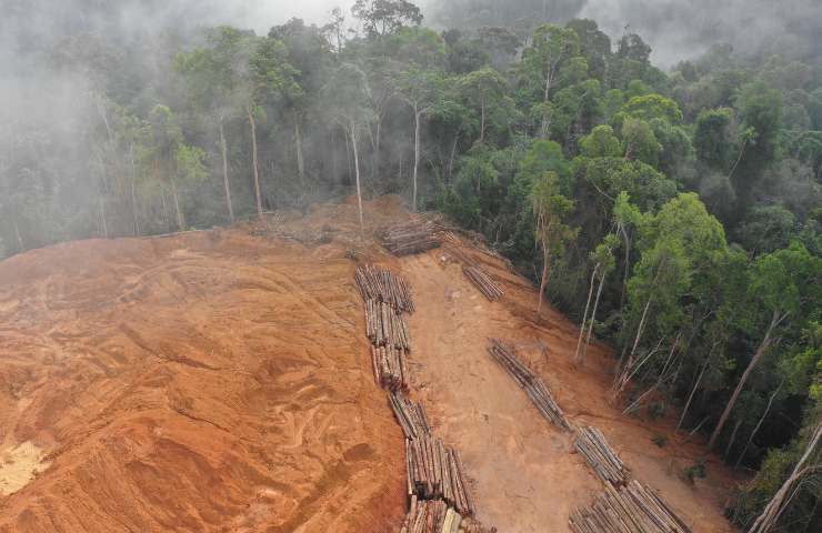 Effetti deforestazione