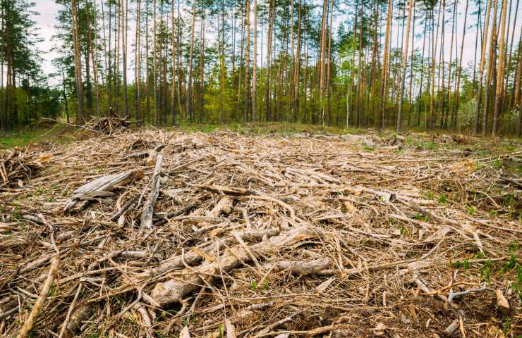 Effetti deforestazione
