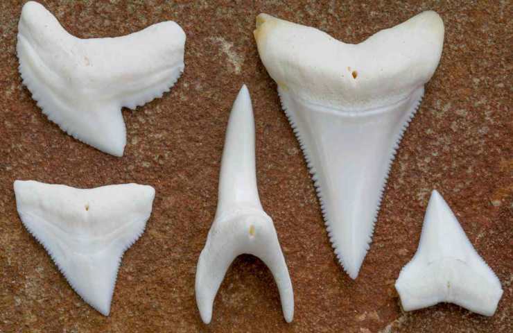Denti di squalo
