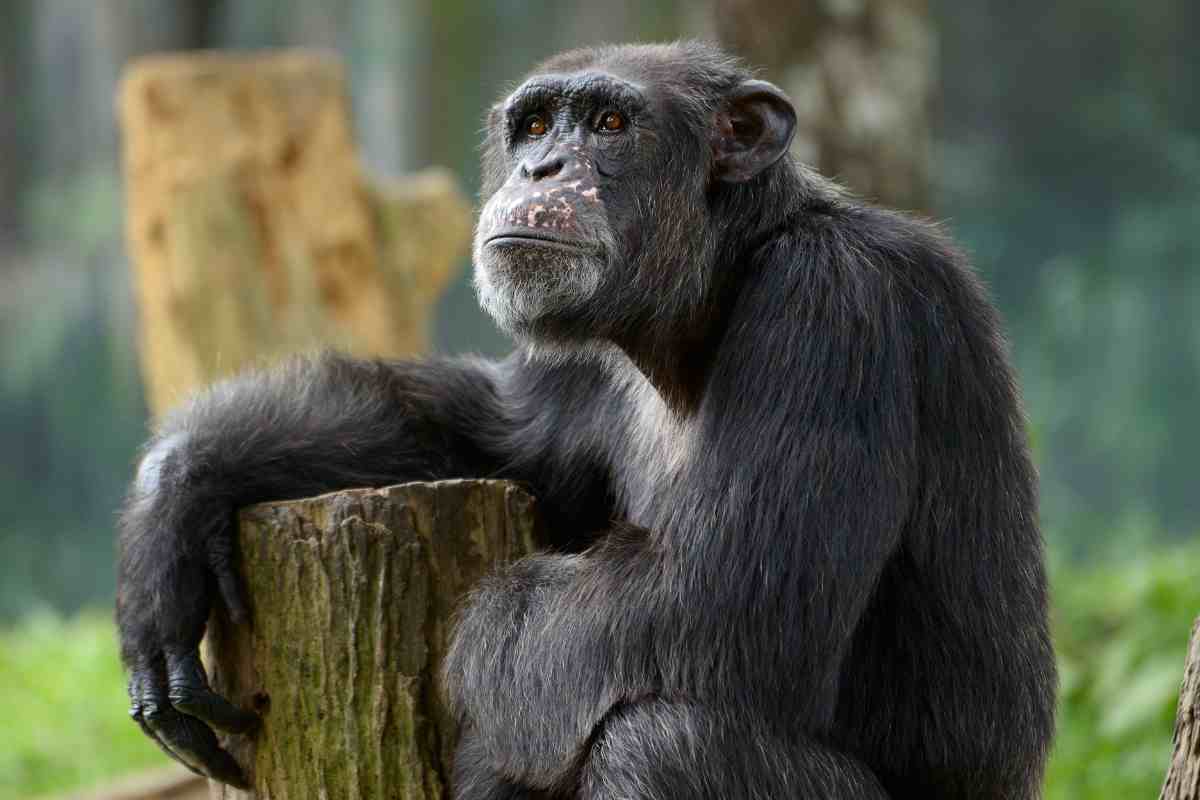 Differenza tra bonobo e scimpanzé