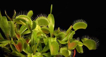 Dionaea muscipula: la pianta carnivora dalle particolari cure