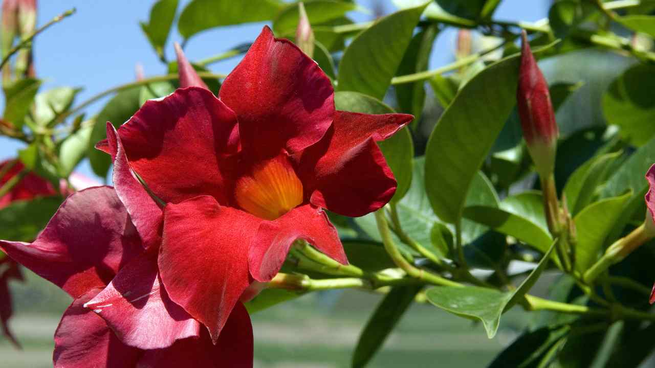 Dipladenia come riprodurre semi fiori