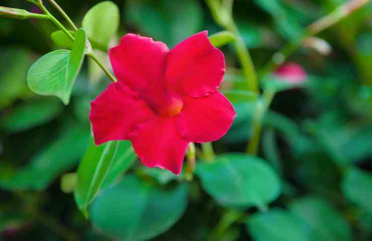 Dipladenia come riprodurre