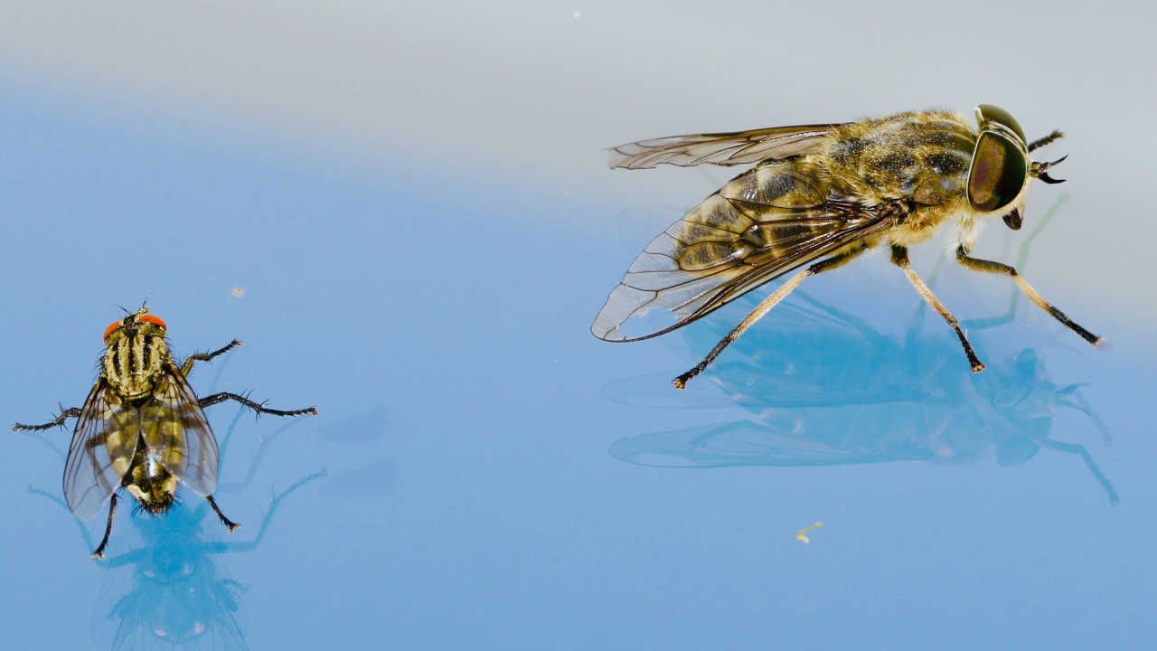 Olio menta piperita soluzione naturale allontanare mosche